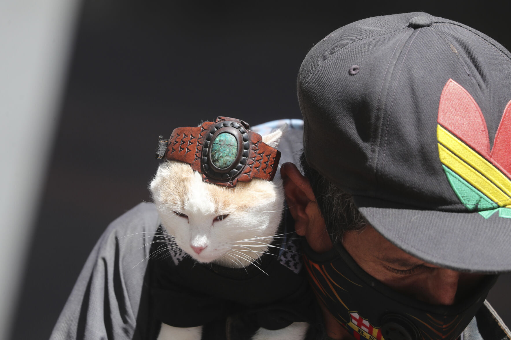 Cat called Toma